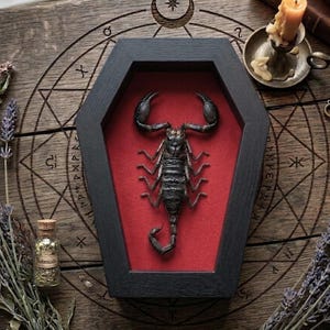 Real Scorpion Coffin Frame, Red Velvet Gothic Home Decor, Taxidermy Insect Shadow Box, Spooky Witchy Wall Art, Oddities Curiosity Gift