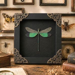 May include: A framed specimen of a dragonfly with iridescent green wings and a long, thin body. The square frame is black with ornate, metallic gold-toned corner accents. The dragonfly is centred against a solid black background.