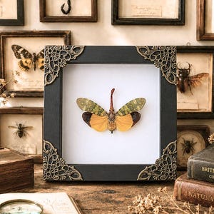 Real Lanternfly Taxidermy in Shadow Box Unique Insect Display Entomology Wall Art Bug Gift Curiosity Oddities Gothic Home Decor