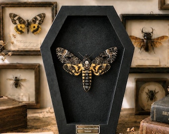 May include: A Death's Head Hawk Moth specimen preserved inside a black coffin-shaped display frame. The moth features a distinct skull-like pattern on its thorax with yellow and black wings. A small metal plaque at the base reads Death's Head Hawk Moth.