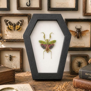 May include: A coffin-shaped black frame containing a preserved green and pink mantis specimen on a white background, displayed among various other framed insect specimens, vintage books, and a magnifying glass on a wooden surface.