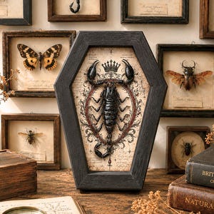 May include: A black scorpion specimen mounted inside a coffin-shaped wooden frame. The scorpion is positioned over a vintage-style paper background featuring a crown illustration and ornate red and black scrollwork patterns.