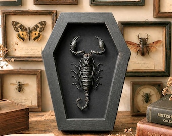 May include: A black scorpion specimen mounted inside a coffin-shaped wooden frame with a black backing. The display is surrounded by various framed insect specimens, a magnifying glass, dried flowers, and books titled British Insects and Natural History.