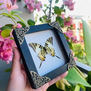 May include: A framed butterfly specimen. The butterfly has yellow and black wings with a striped pattern. The black frame has ornate gold corner accents. The background includes pink flowers and green foliage.