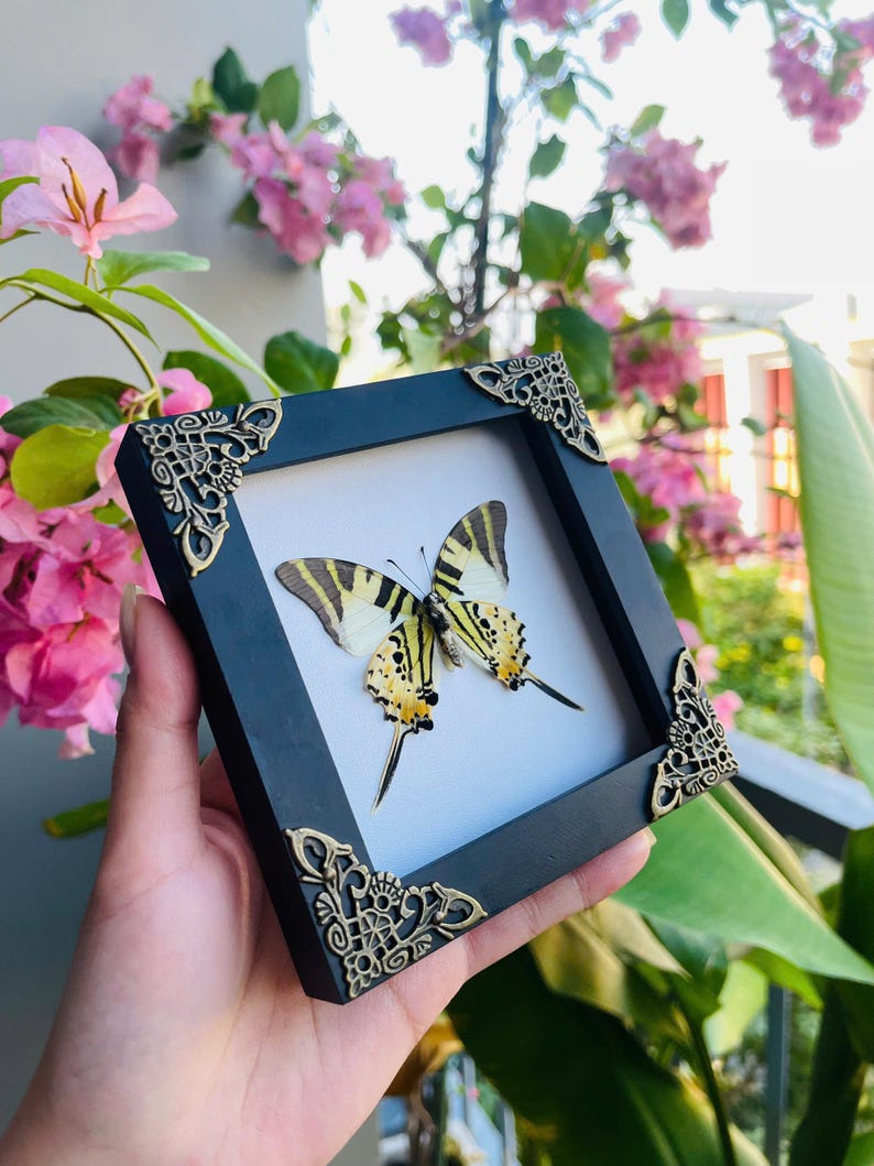 May include: A framed butterfly specimen. The butterfly has yellow and black wings with a striped pattern. The black frame has ornate gold corner accents. The background includes pink flowers and green foliage.