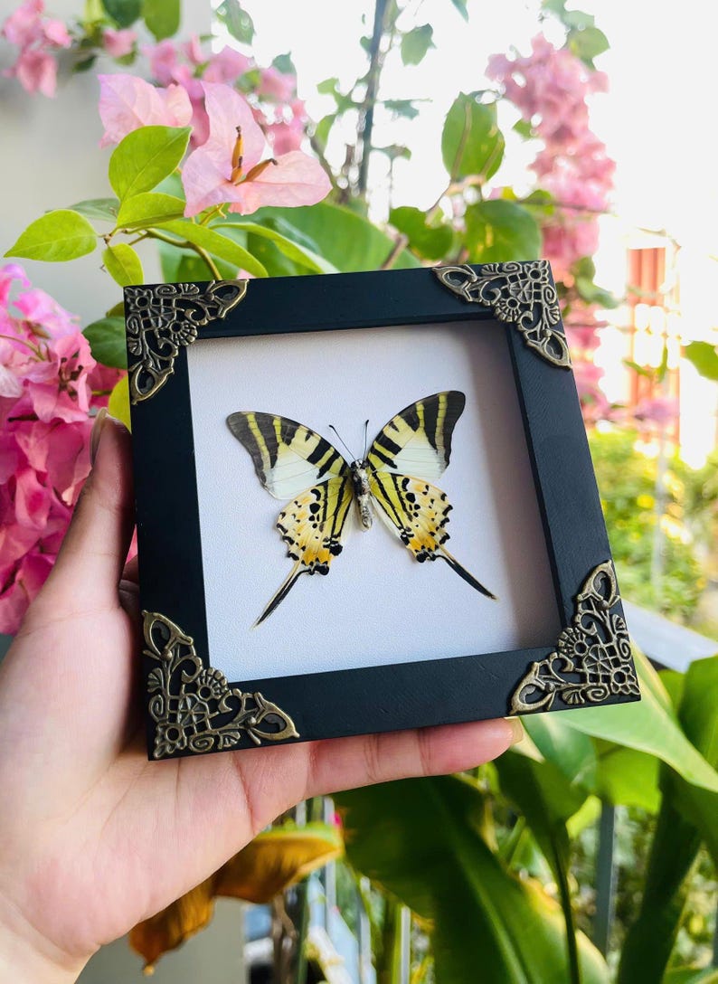 May include: A framed butterfly specimen. The butterfly has yellow and black markings on its wings, displayed against a white background within a black frame. The frame has decorative corner accents. The background includes pink flowers and green foliage.