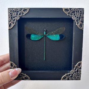May include: A framed dragonfly specimen. The dragonfly has teal and black wings and a long green body. The black frame has decorative corner accents. The background is black.