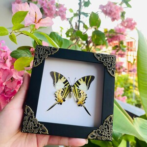 May include: A framed butterfly with black and yellow wings, presented in a black frame with decorative corner embellishments. The butterfly is set against a white backdrop. The frame is held in front of pink flowers and green leaves.