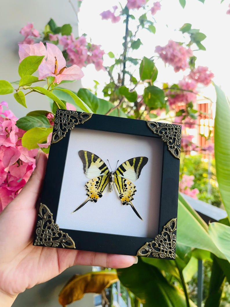 May include: A framed butterfly with black and yellow wings, presented in a black frame with decorative corner embellishments. The butterfly is set against a white backdrop. The frame is held in front of pink flowers and green leaves.