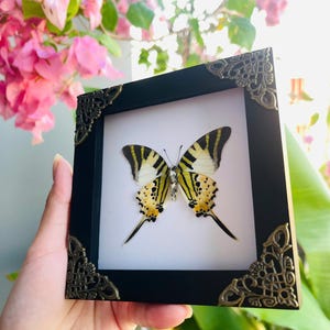 May include: A framed butterfly display. The butterfly has yellow and black markings on its wings, set against a white background. The black frame has decorative corner accents. A unique piece of art.