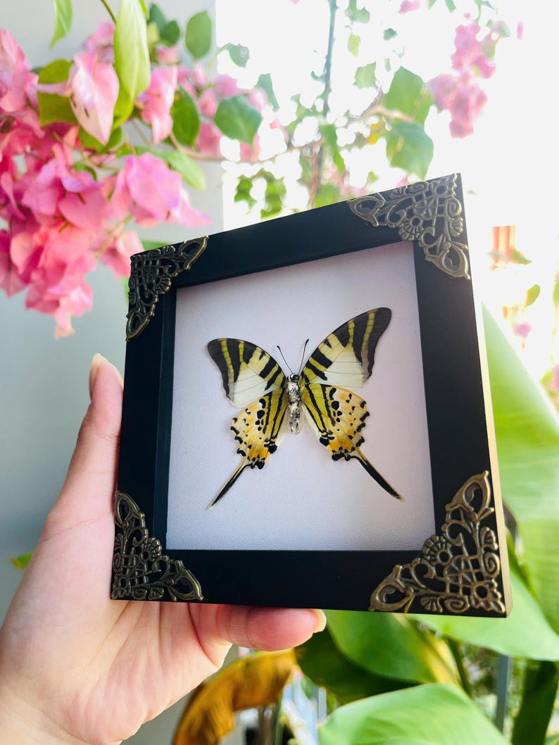 May include: A framed butterfly display. The butterfly has yellow and black markings on its wings, set against a white background. The black frame has decorative corner accents. A unique piece of art.