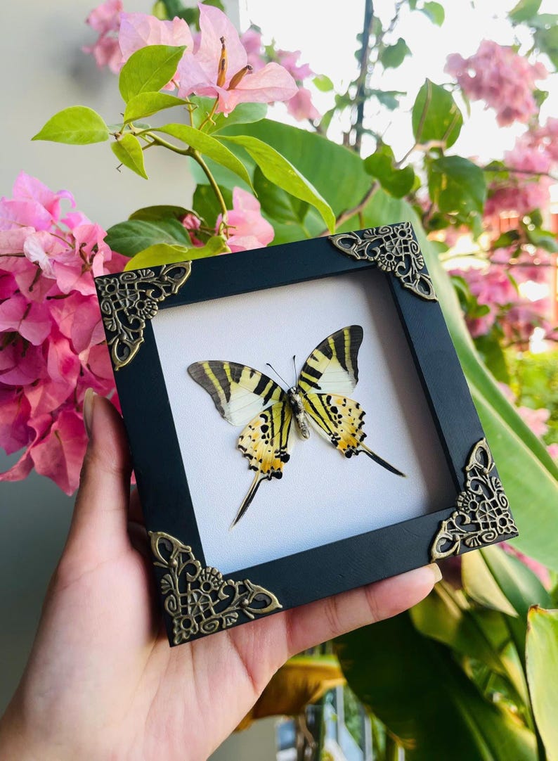 May include: A framed butterfly specimen. The black frame has decorative corner details. The butterfly has yellow and black markings on its wings, set against a white background. The frame is held in front of pink flowers and green foliage.