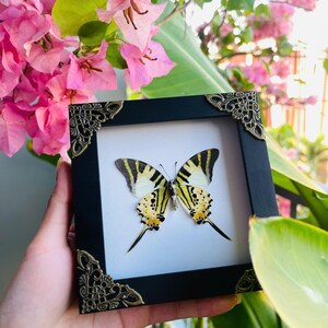 May include: A framed butterfly specimen in a black frame with decorative corner embellishments. The butterfly features yellow and black striped wings. The background includes pink flowers and green foliage, creating a natural aesthetic.