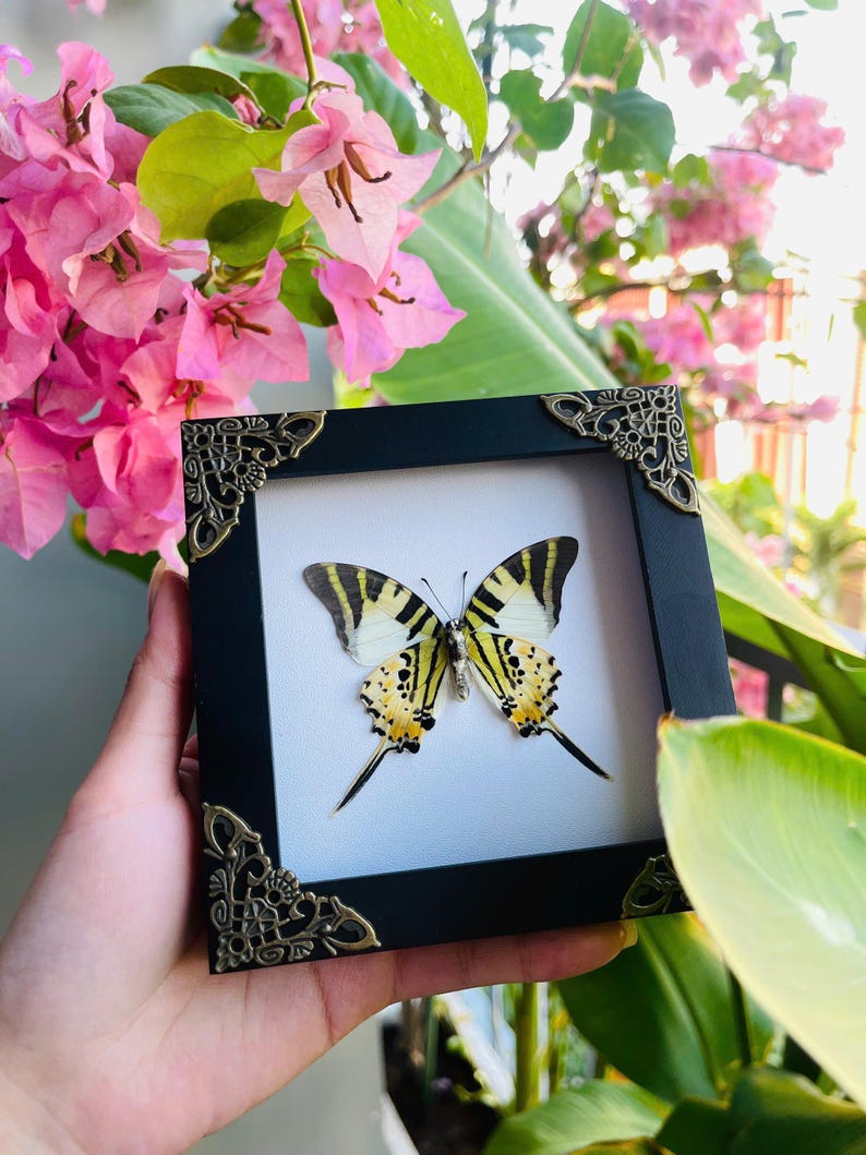 May include: A framed butterfly specimen in a black frame with decorative corner embellishments. The butterfly features yellow and black striped wings. The background includes pink flowers and green foliage, creating a natural aesthetic.