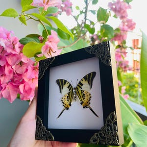 May include: A framed butterfly specimen in a black frame with decorative corner embellishments. The butterfly features yellow and black wing patterns, set against a white backdrop. The frame is held in front of pink flowers and green leaves.