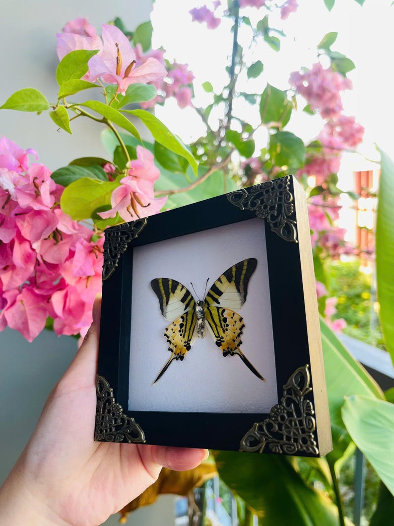 May include: A framed butterfly specimen in a black frame with decorative corner embellishments. The butterfly features yellow and black wing patterns, set against a white backdrop. The frame is held in front of pink flowers and green leaves.