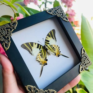 May include: A framed butterfly specimen. The black frame has decorative corner embellishments. The butterfly displays yellow, black, and white patterns. The frame is held against a backdrop of pink flowers and green leaves.