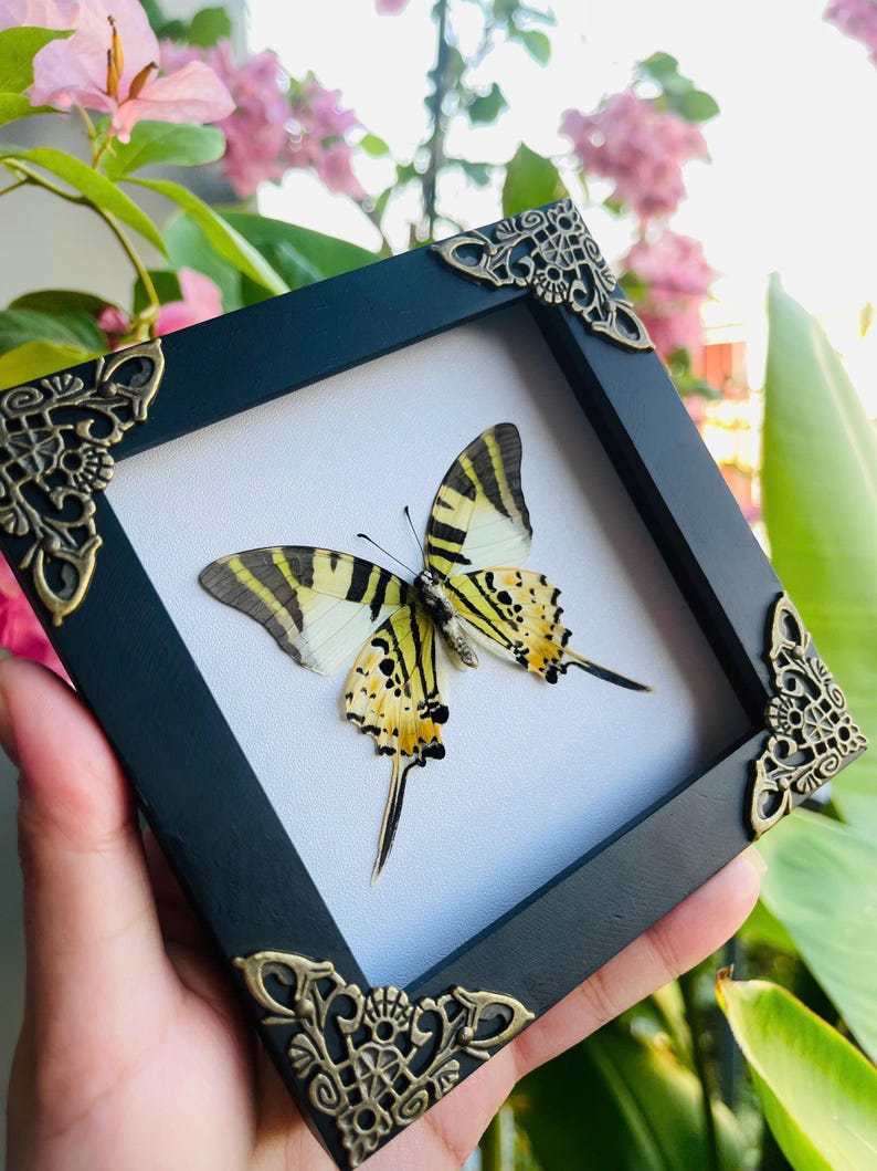 May include: A framed butterfly specimen. The black frame has decorative corner embellishments. The butterfly displays yellow, black, and white patterns. The frame is held against a backdrop of pink flowers and green leaves.