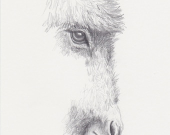 Donkey Pencil Drawing, Original Miniature Donkey Art 5x7, Burro Graphite