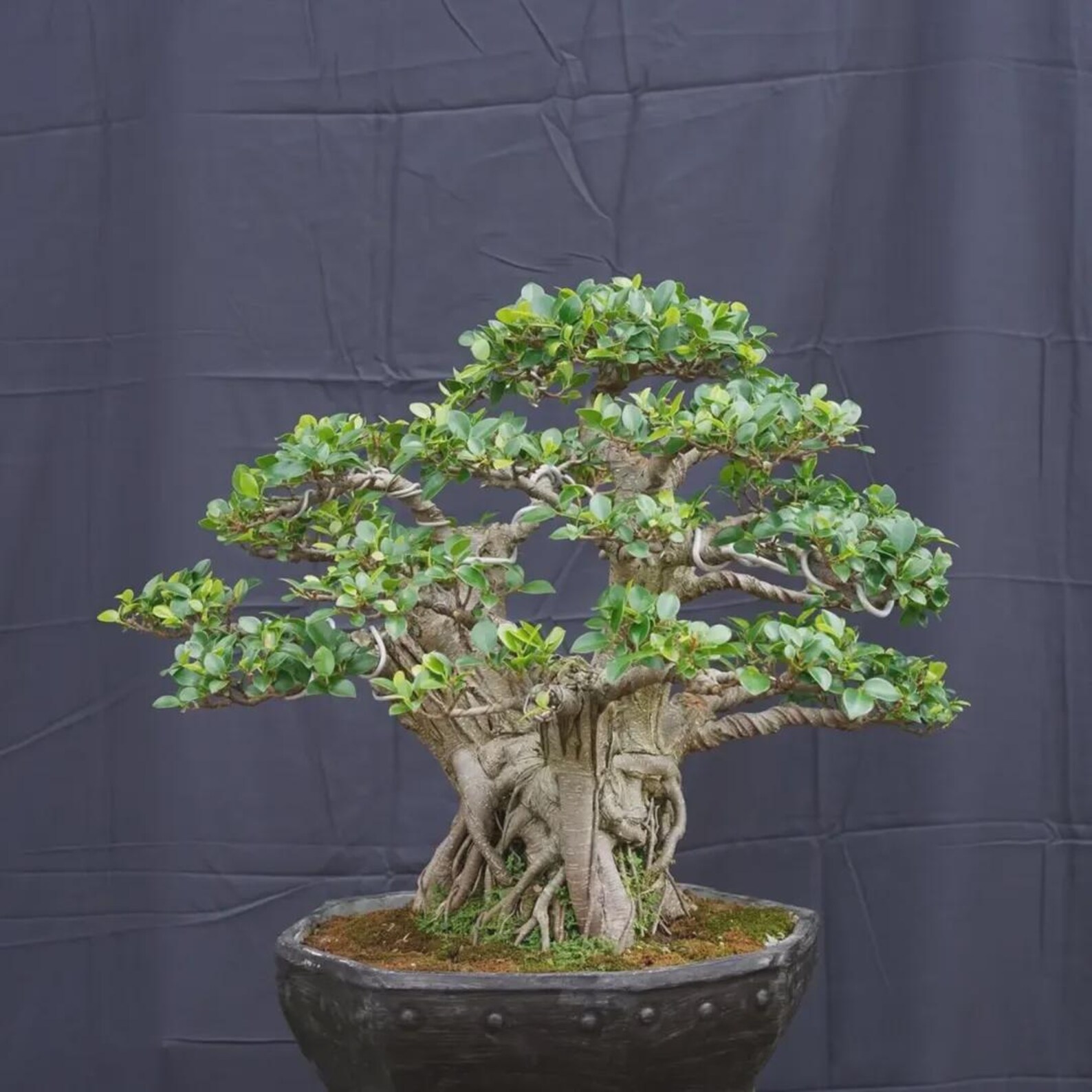 Ficus Microcarpa Bonsai Tree - Etsy