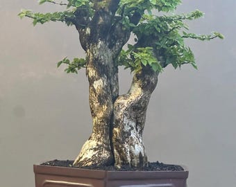 May include: A twin-trunk bonsai tree with textured, mottled gray and white bark and vibrant green leaves. The tree is planted in a deep, rectangular brown ceramic pot filled with dark soil, showcasing a balanced and structured form.