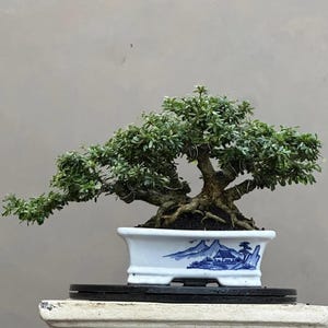 Árvore Bonsai Desmodium Triflorum Vietnam