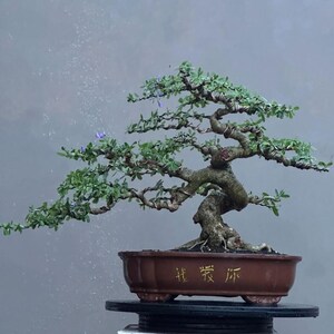 Pode incluir: Uma árvore bonsai com tronco e galhos torcidos, folhas verdes exuberantes e pequenas flores roxas. A árvore está plantada em um vaso retangular marrom com caracteres chineses dourados. O vaso repousa sobre um suporte preto.