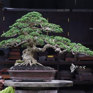 Pode incluir: Um bonsai meticulosamente trabalhado com folhagem verde exuberante e um tronco nodoso e texturizado. A árvore está plantada em um vaso de cerâmica marrom e repousa sobre uma superfície de pedra. Os galhos da árvore se estendem graciosamente, criando uma paisagem em miniatura.