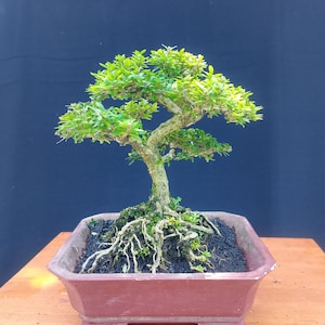 Pode incluir: Uma árvore bonsai com folhas verdes vibrantes e um tronco texturizado. A árvore está plantada em um vaso retangular marrom-avermelhado, com raízes expostas e solo escuro. O fundo é azul escuro sólido.