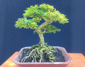 Serissa Foetida Bonsai Tree