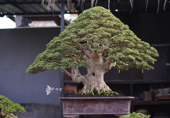 Premna Microphylla Bonsai Tree
