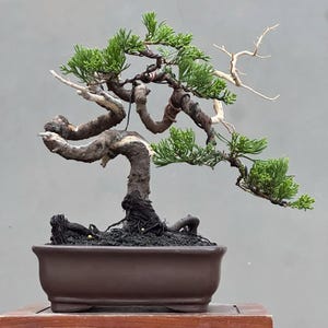 Pode incluir: Um bonsai com tronco e galhos torcidos, apresentando folhagem verde vibrante e galhos secos de cor clara. A árvore está plantada em um vaso retangular marrom, mostrando a arte do cultivo de árvores em miniatura.