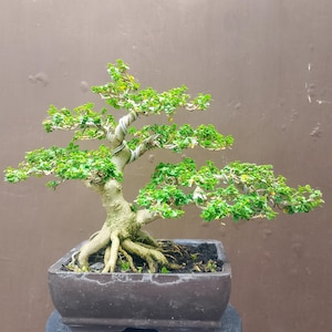 Pode incluir: Uma árvore bonsai com folhas verdes vibrantes e um tronco torcido. A árvore é plantada em um vaso retangular marrom escuro. As raízes são visíveis, em um fundo marrom.