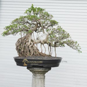 Pode incluir: Uma árvore bonsai madura com um complexo sistema radicular e folhagem verde exuberante. A árvore está plantada em um vaso preto de formato oval, colocado sobre um pedestal de pedra decorativo. O bonsai tem um tronco e galhos bem desenvolvidos.