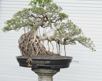 Ficus Microcarpa Bonsai Tree