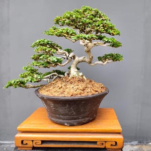 Pode incluir: Um bonsai com um tronco grosso de cor clara e ramos de folhagem verde em camadas. A árvore está plantada num vaso de cerâmica redondo castanho-escuro com terra castanha clara, sobre um suporte de madeira retangular com pés esculpidos.