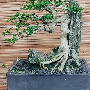 Pode incluir: Um bonsai com folhas verdes vibrantes e um tronco nodoso de cor clara. A árvore é plantada em um vaso retangular cinza escuro preenchido com pequenas pedras pretas. Uma rocha desgastada e um pedaço de madeira são integrados.