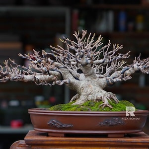 Pode incluir: Um bonsai com tronco retorcido e galhos nus, em um vaso de cerâmica marrom. O vaso é preenchido com musgo verde. A árvore está em uma superfície de madeira, com um fundo desfocado de prateleiras.