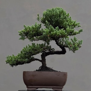 Árvore Bonsai Juniperus Chinensis