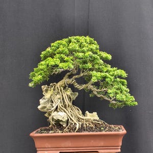 Pode incluir: Uma árvore bonsai meticulosamente trabalhada com folhagem verde vibrante e um tronco retorcido. As raízes da árvore estão expostas, agarradas a uma formação rochosa dentro de um vaso marrom retangular. O vaso repousa sobre um suporte de madeira.