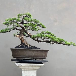 Pode incluir: Uma árvore bonsai com folhagem verde e tronco marrom, plantada em um vaso retangular marrom. A árvore está em um pedestal branco com base preta, em um fundo cinza. Os galhos da árvore se estendem horizontalmente.