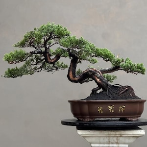 Árvore Bonsai Juniperus Chinensis