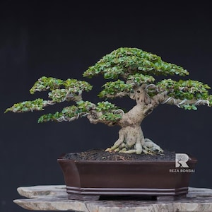 Árvore Bonsai Ehretia Microphylla
