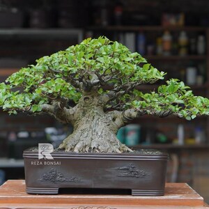 Pode incluir: Uma árvore bonsai madura com um tronco espesso e texturizado e folhas verdes vibrantes. A árvore está plantada em um vaso retangular marrom escuro com esculturas decorativas. O vaso está sobre uma superfície de madeira. A imagem inclui o texto "REZA BONSAI".