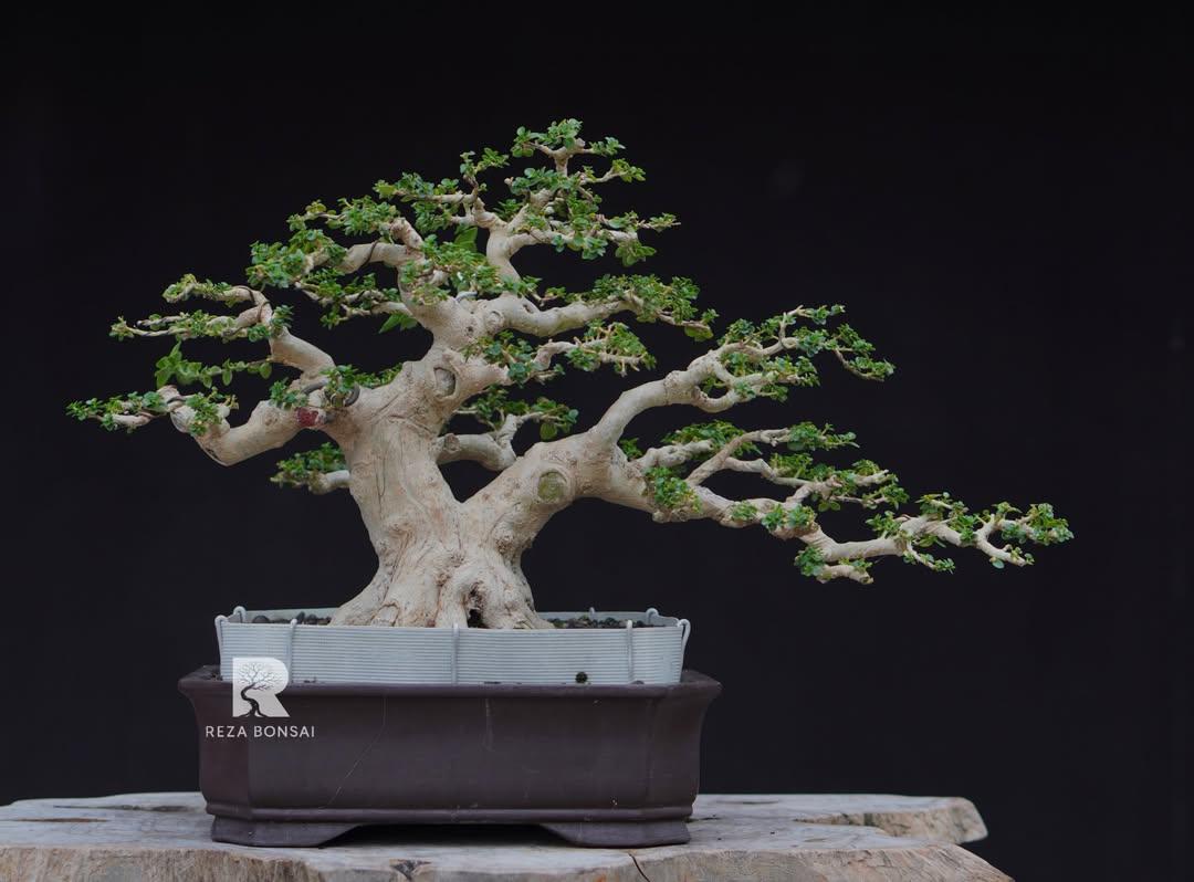 levitating bonsai pot Magnetic Levitating Bonsai Pot  Flying Carts