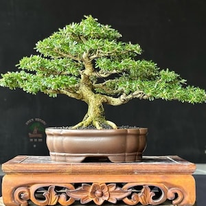 Pode incluir: Um bonsai meticulosamente trabalhado com folhagem verde vibrante e um tronco marrom texturizado. A árvore está plantada em um recipiente de cerâmica marrom, colocada em um suporte de madeira esculpida. O fundo é preto liso.
