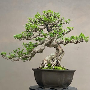 Pode incluir: Um bonsai meticulosamente trabalhado com um tronco espesso e texturizado e folhas verdes vibrantes. Os galhos da árvore se estendem graciosamente, criando uma forma equilibrada e artística. É plantado em um vaso octogonal marrom escuro.