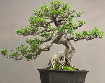 Ficus Microcarpa Bonsai Tree