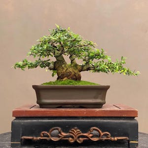 Pode incluir: Uma árvore bonsai com folhas verdes vibrantes e um tronco espesso e texturizado. A árvore está em um vaso retangular marrom sobre um suporte de madeira decorativo com detalhes em preto e vermelho. O suporte apresenta entalhes dourados.