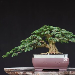 Pode incluir: Uma árvore bonsai com folhagem verde exuberante e um tronco espesso e texturizado. A árvore está plantada em um vaso retangular de cor malva. O vaso está sobre uma superfície de madeira contra um fundo escuro. Uma pintura em rolo está no fundo.